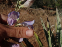Penstemon comarrhenus