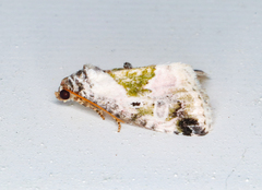 Maliattha synochitis