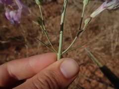Penstemon comarrhenus