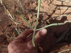 Penstemon comarrhenus