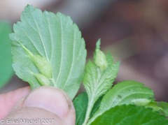 Blaesodiplosis venae