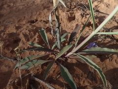 Penstemon comarrhenus