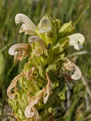 Pedicularis crenulata