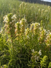 Pedicularis crenulata