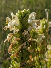 Pedicularis crenulata