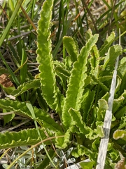 Pedicularis crenulata