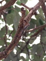 Stenomacra marginella