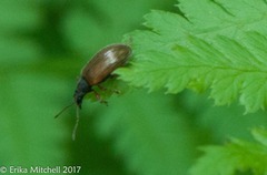 Phyllobius oblongus