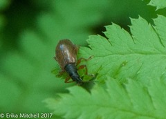 Phyllobius oblongus