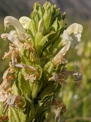 Pedicularis crenulata