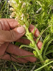 Pedicularis crenulata