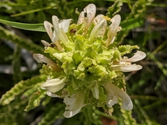 Pedicularis crenulata