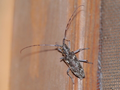 Monochamus carolinensis