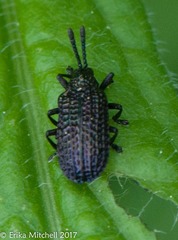 Microrhopala excavata