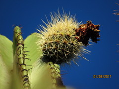 Stenocereus montanus