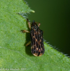 Sumitrosis inaequalis