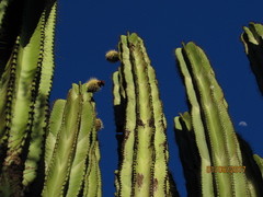 Stenocereus montanus