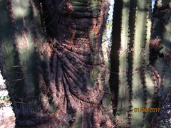 Stenocereus montanus