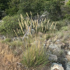 Calamagrostis ophitidis