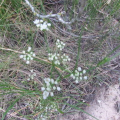 Ptilimnium capillaceum