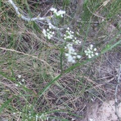 Ptilimnium capillaceum