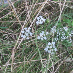 Ptilimnium capillaceum