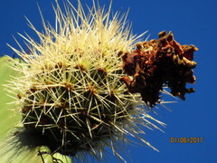 Stenocereus montanus