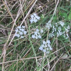 Ptilimnium capillaceum