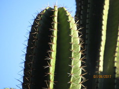 Stenocereus montanus