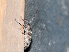 Monochamus carolinensis