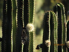 Stenocereus montanus