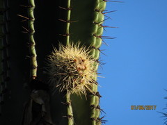 Stenocereus montanus