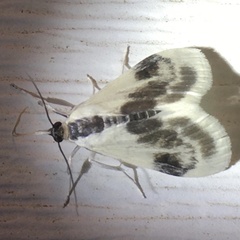 Cliniodes ostreonalis
