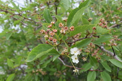 Crataegus rivularis