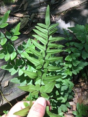 Cheilanthes viridis viridis