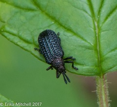 Microrhopala excavata
