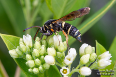 Paranthrene tabaniformis
