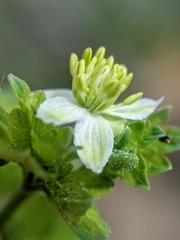 Thalictrum sparsiflorum