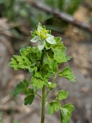 Thalictrum sparsiflorum