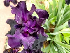 Iris × germanica
