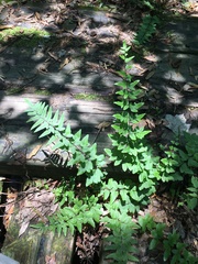 Cheilanthes viridis viridis