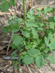 Thalictrum sparsiflorum