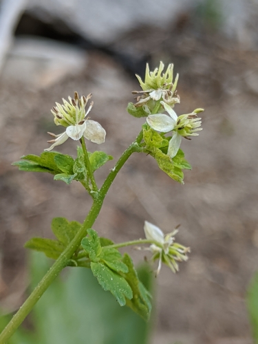 Image of Thalictrum sparsiflorum by no rights reserved