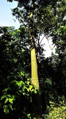 Pseudobombax septenatum