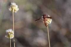 Physocephala burgessi
