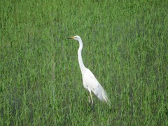Ardea alba