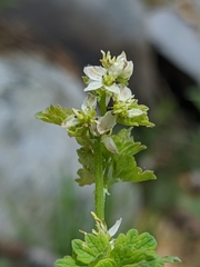 Thalictrum sparsiflorum