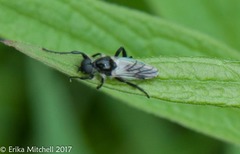 Bibio albipennis