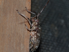 Monochamus carolinensis