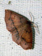 Metarranthis duaria
